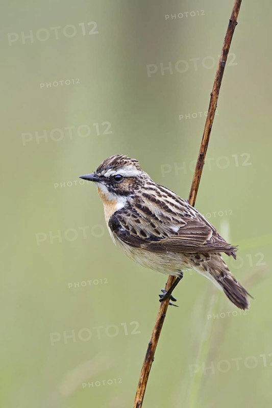 Whinchat (Saxicola rubetra), Saxony-Anhalt, Germany