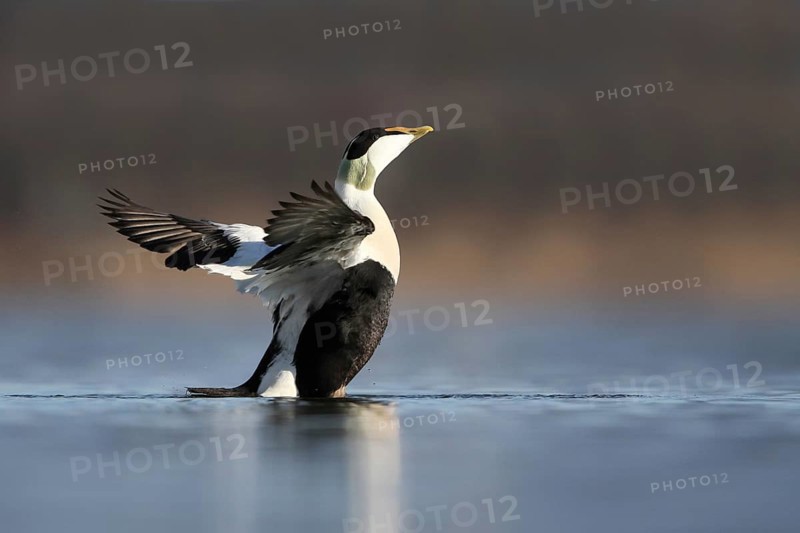 Common Eider (Somateria mollissima) male, Rapperswil, Switzerland