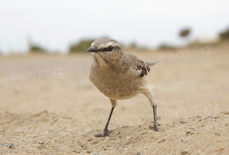 Patagonian Mockingbird (Mimus patagonicus), Chubut, Argentina