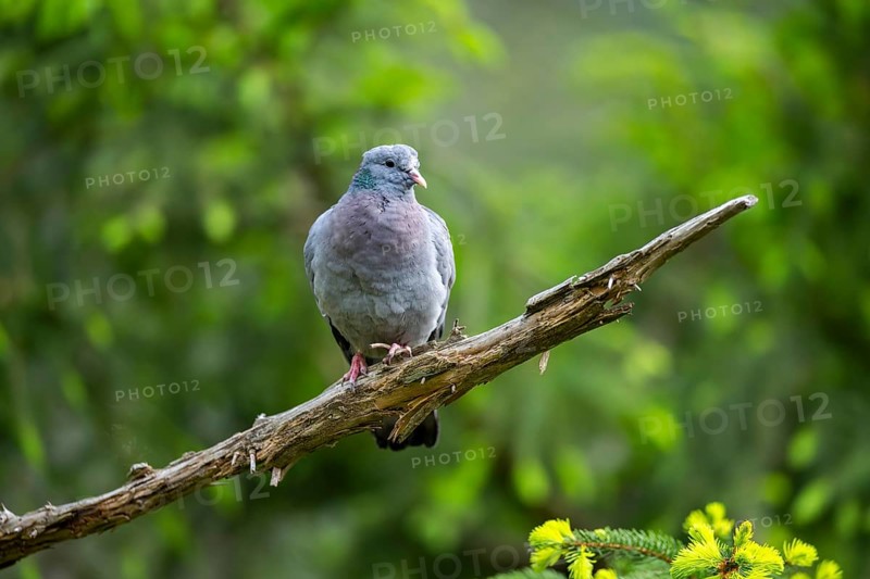 Common wood pigeon (Columba palumbus), dove, in a forest, Bavaria, Germany