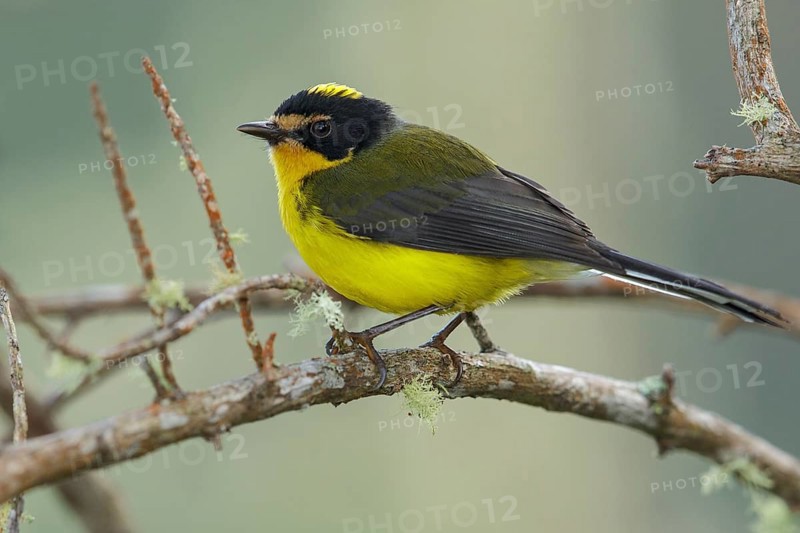 Yellow-crowned Whitestart (Myioborus flavivertex) perched on a branch in the mountains of Colombia, South America