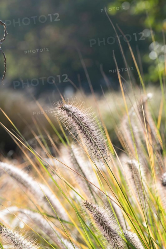 Lamplighter grass (Pennisetum alopecuroides 'Hameln'), Treptower Park, Germany