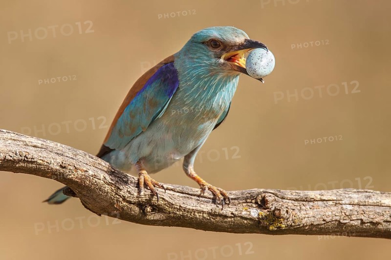 European Roller (Coracias garrulus), removing starling egg from its nest, Castile-La Mancha