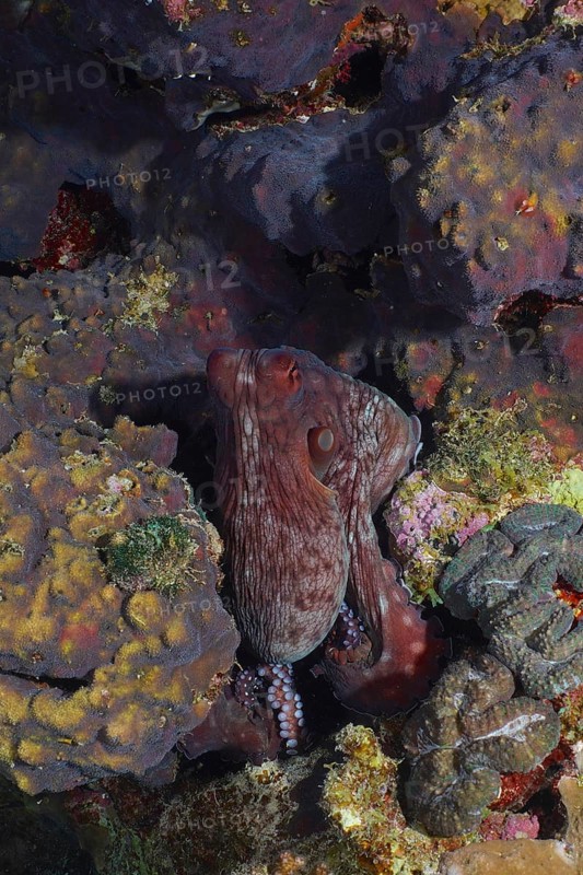 Big blue octopus (Octopus cyaneus Octopus cyanea)