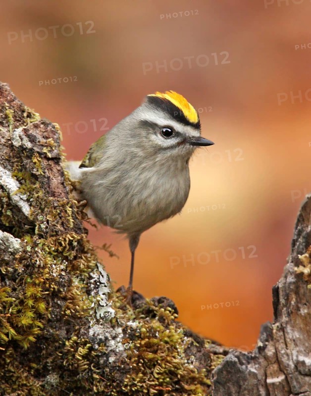 A male Golden-crowned Kinglet, Regulus satrapa, perched on a branch in Saskatoon, Saskatchewan, Canada