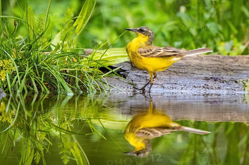 Sheeptail looking for food on water, reflection, yellow wagtail (Motacilla flava) juv. Hungary, Hungary, body of water, Hungary