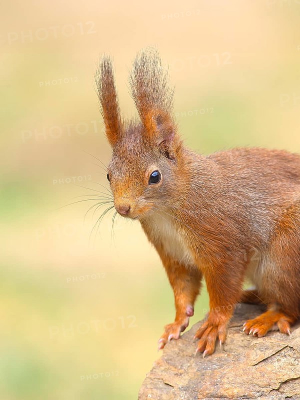 Squirrel (Sciurus vulgaris), dark morph, adult animal, head portrait, wildlife, animals, mammal, rodent, Siegerland, North Rhine-Westphalia, Germany