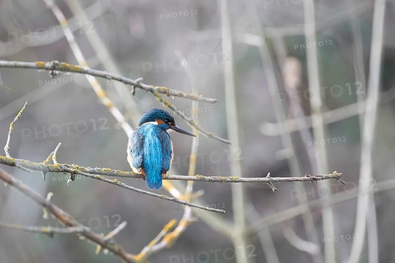 A vibrant kingfisher sits quietly on a twig amidst a dull, blurred backdrop, showcasing its bright blue and orange plumage