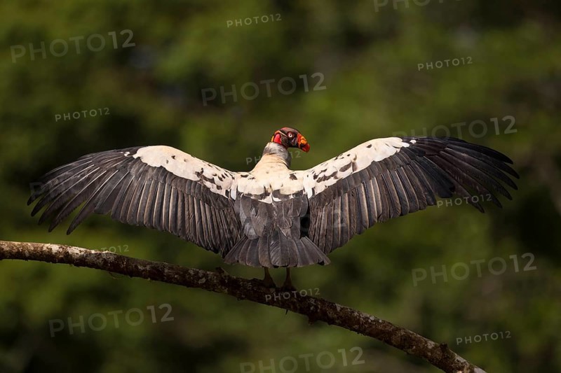 King vulture