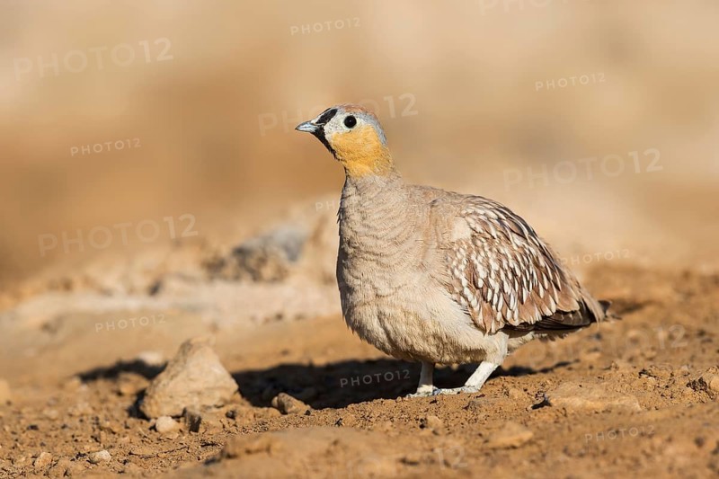 Crowned Sandgrouse (Pterocles coronatus) male, Negev, Israel