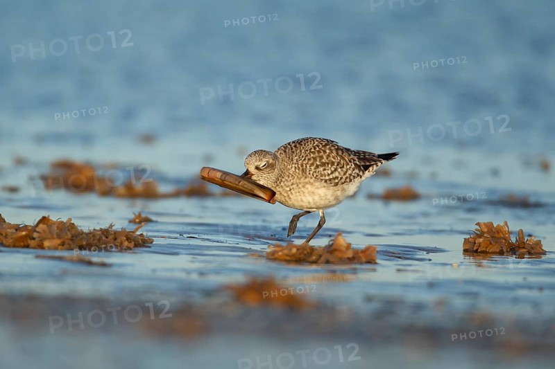Grey plover (Pluvialis squatarola) adult wading bird in winter plumage feeding on a razorshell on a beach, Norfolk, England, United Kingdom