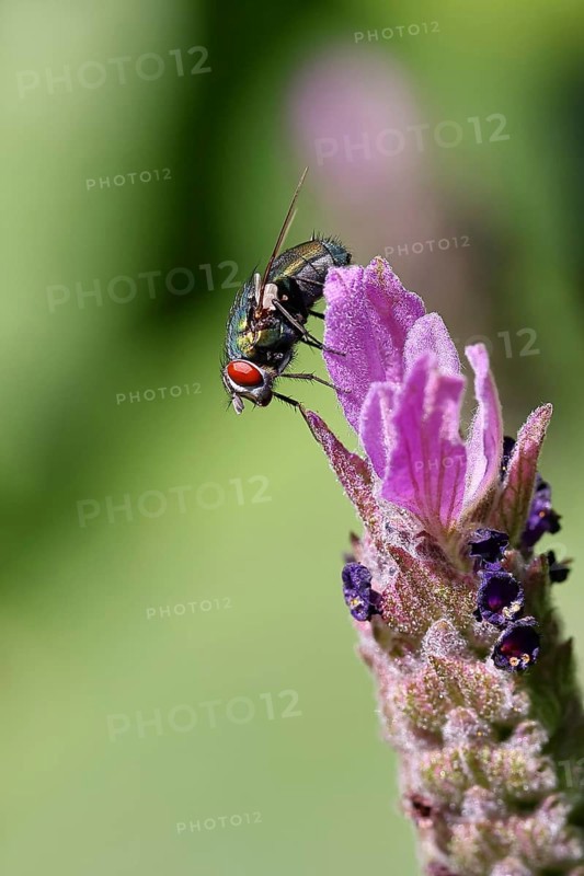 Golden fly (Lucilia caesar) on a flower of Common lavender (Lavandula angustifolia), close-up, macro photograph, Wilnsdorf, North Rhine-Westphalia, Germany