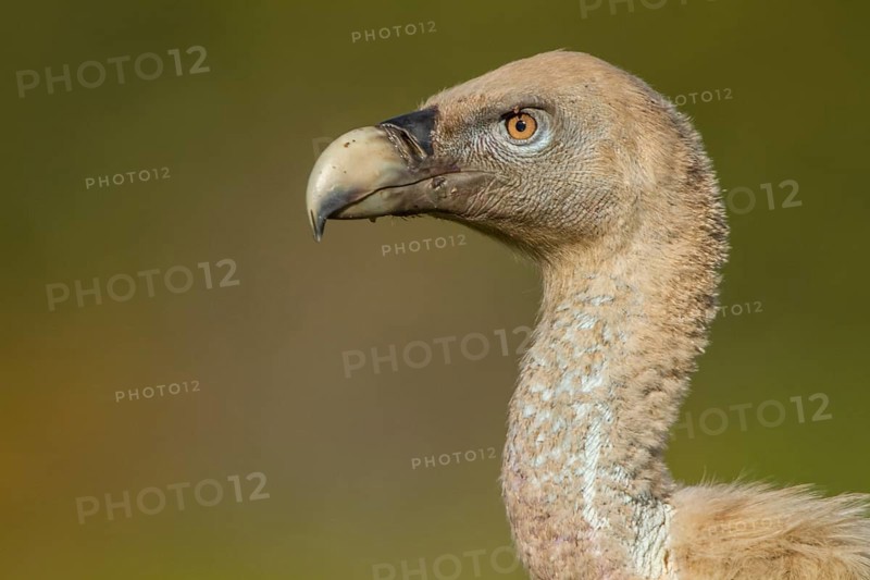 Griffon Vulture (Gyps fulvus), portrait, Castile and Leon, Spain