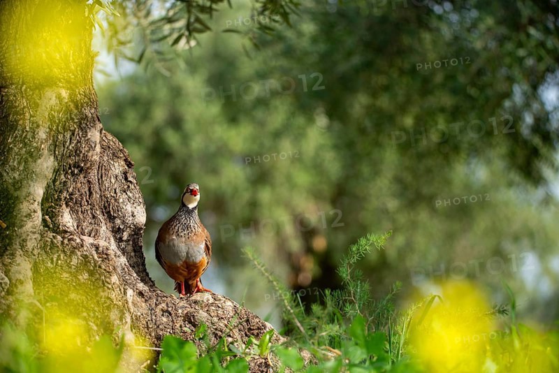 A vibrant red-legged partridge perched on a tree stump, surrounded by lush green foliage and dappled sunlight, showcasing its distinct markings and habitat