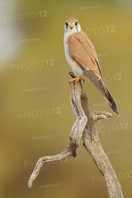 Nankeen Kestrel (Falco cenchroides), South-western Australia, Australia