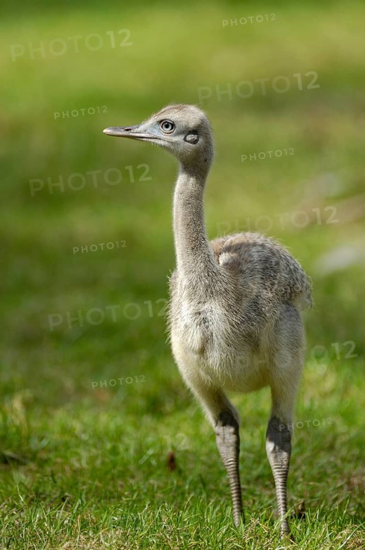 Gewoehnlicher Nandu (Rhea americana), Jungvogel, Heimat: Nordostbrasilien, Ostbolivien bis Argentinien, August, captive, Deutschland