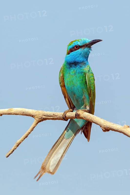 Emerald spint, (Merops orientalis), animal, animals, bird, birds, bee-eater, perching site Salalah, Mirbat, Dhofar, Oman