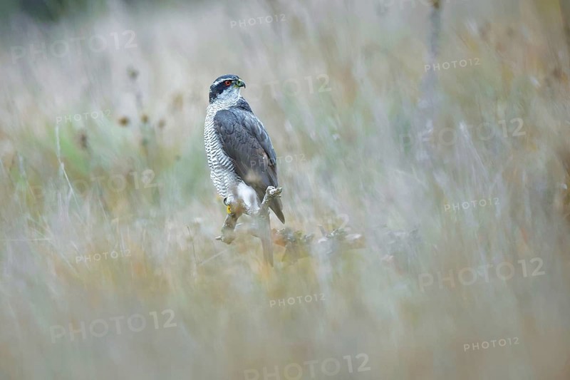 A stunning female Goshawk stands alert amidst the foggy fields of Guadalajara, an epitome of wild beauty and grace