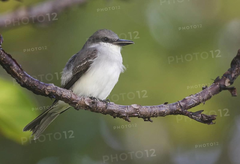 Grey Kingbird (Tyrannus dominicensis), Trinidad and Tobago