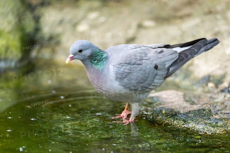 Common wood pigeon (Columba palumbus), dove, at a littel water place in a forest, Bavaria, Germany