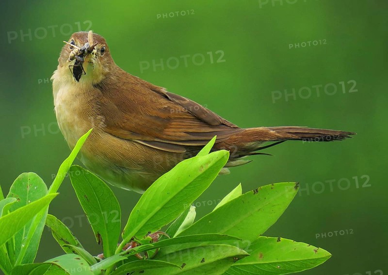 Broad-tailed Grassbird (Schoenicola platyurus) with insect in its beak, Maharashtra, India