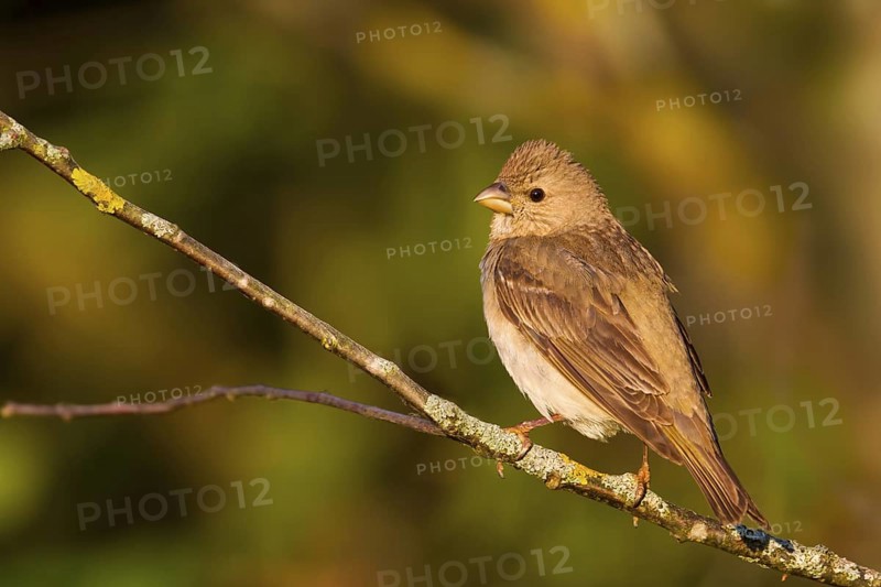 Common Rosefinch (Carpodacus erythrinus) juvenile male, Bavaria, Germany