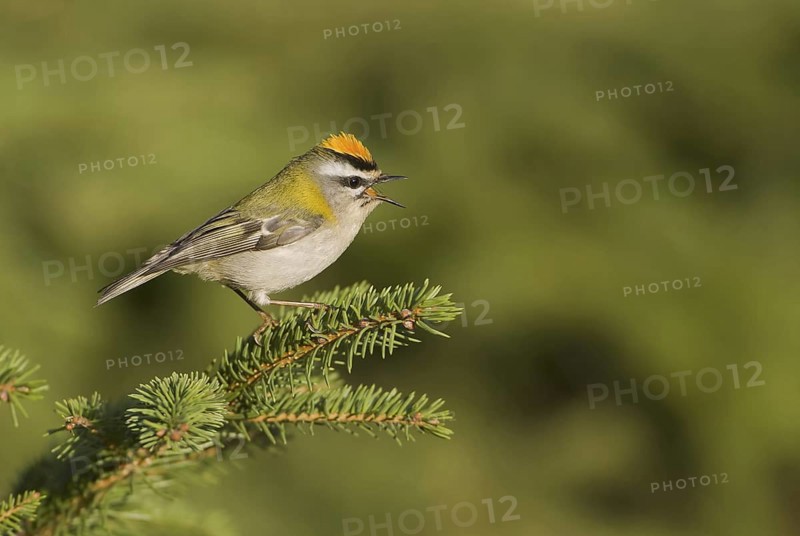 Common Firecrest (Regulus ignicapilla), Saxony, Germany