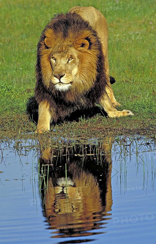 African Lion (Panthera leo) male at waterhole, Masai Mara, Kenya