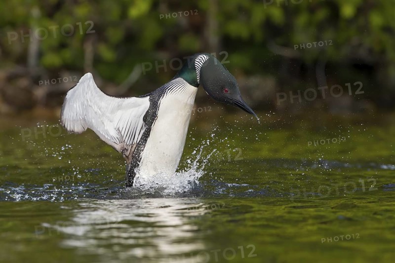 Great Northern Loon (Gavia immer), Michigan, USA
