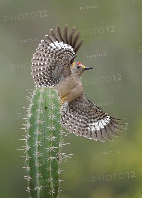Golden-fronted Woodpecker (Melanerpes aurifrons) male flying, Texas, USA