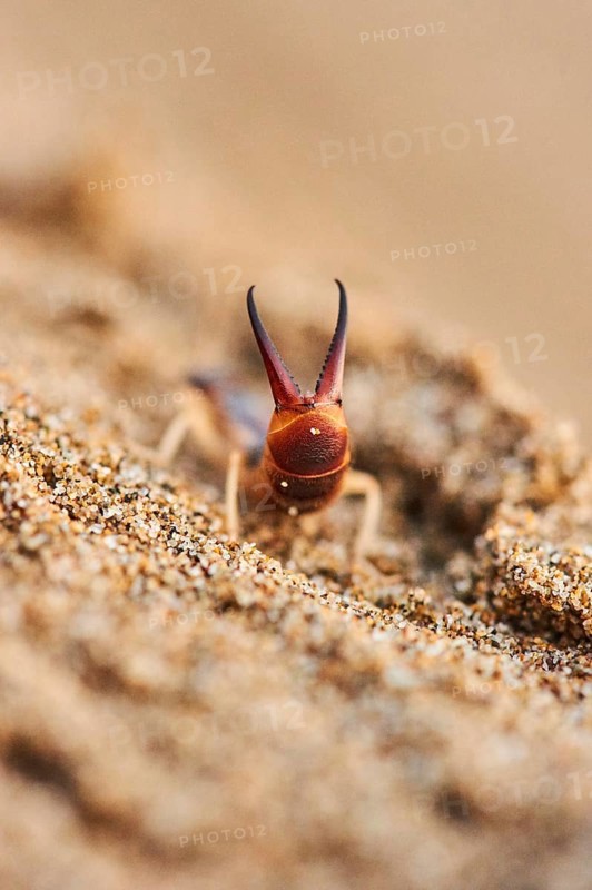 Shore earwig (Labidura riparia) on the beach "Platja del Fangar", coast, nature reserve, ebro delta, Catalonia, Spain