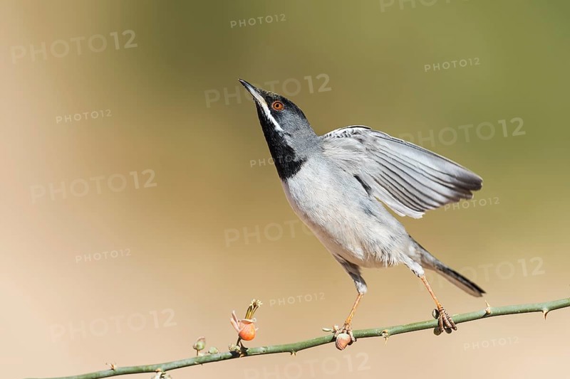 Rüppell's Warbler (Sylvia ruppeli) male, Eilat, Israel