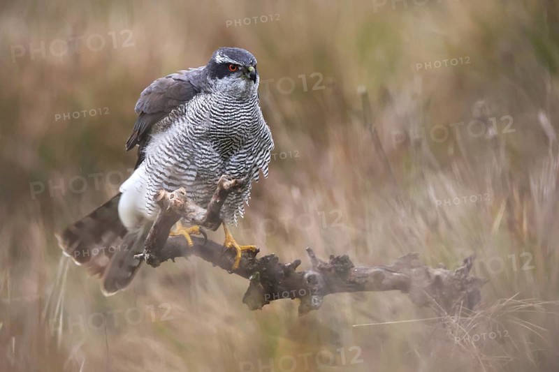 Female Northern Goshawk perched gracefully on a branch, showcasing its powerful stance and sharp feathers amidst a soft, blurred background of wild grassland