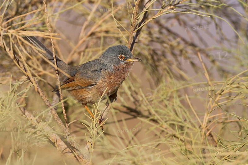 Tristrams Warbler - Atlasgrasmücke - Sylvia deserticola, Morocco, adult