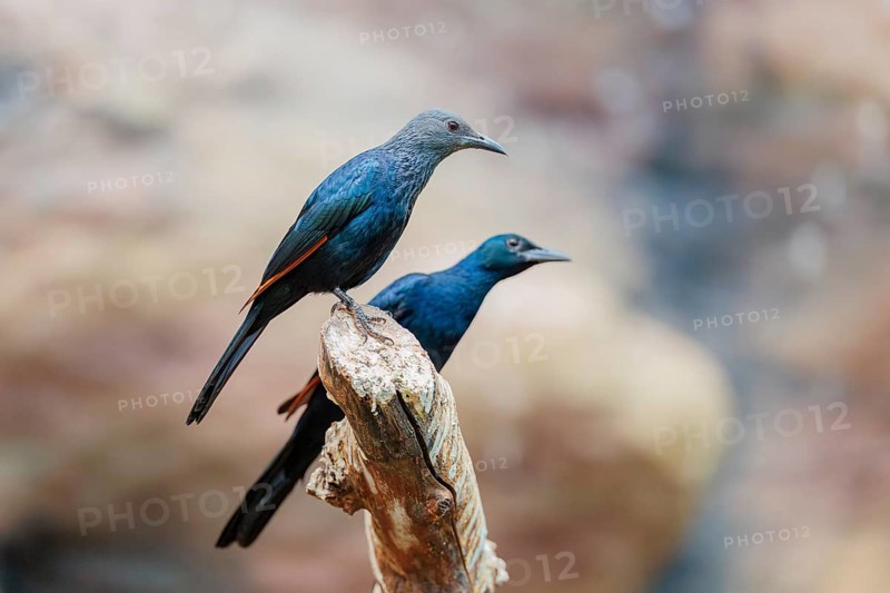 A female and a male red-winged starling (Onychognathus morio) sit side by side on a branch. Ethiopia, Kenya, Tanzania, Zambia, Mozambique, Zimbabwe, South Africa