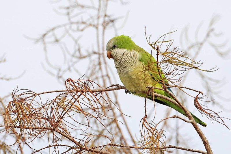 Monk Parakeet (Myiopsitta monachus), Florida, USA