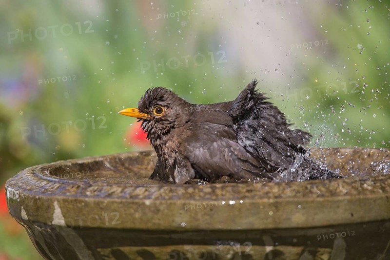 Common Blackbird (Turdus merula) female bathing, Wales, United Kingdom