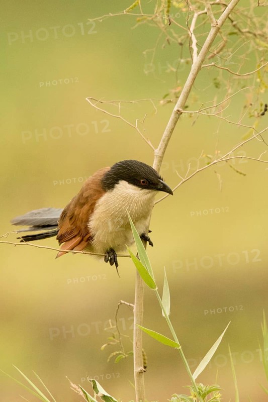Senegal Coucal (Centropus senegalensis), Gambia