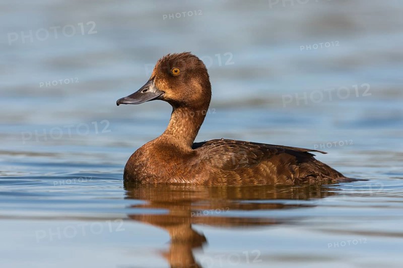 Greater Scaup (Aythya marila) female, British Columbia, Canada