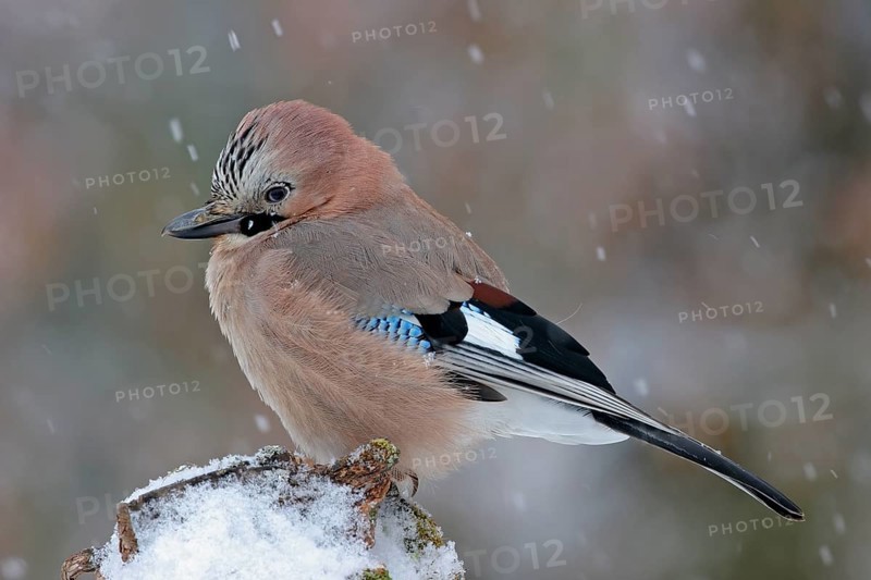 Jay, European Jay, Jay, eurasian jay (Garrulus glandarius), Geai des chênes, Arrendajo Común, Arrendajo, on perch, winter, snow, Ormoz area, Ormoz, Podravska, Slovenia