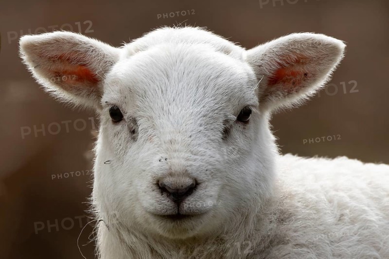 Domestic sheep (Ovis aries) juvenile baby lamb farm animal head portrait in spring, England, United Kingdom