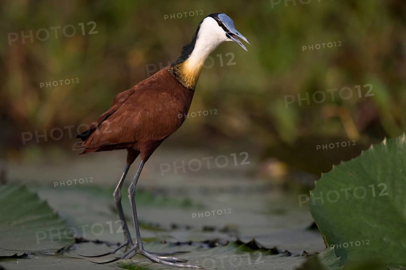 African Jacana (Actophilornis africanus) foraging, Semuliki National Park, Uganda