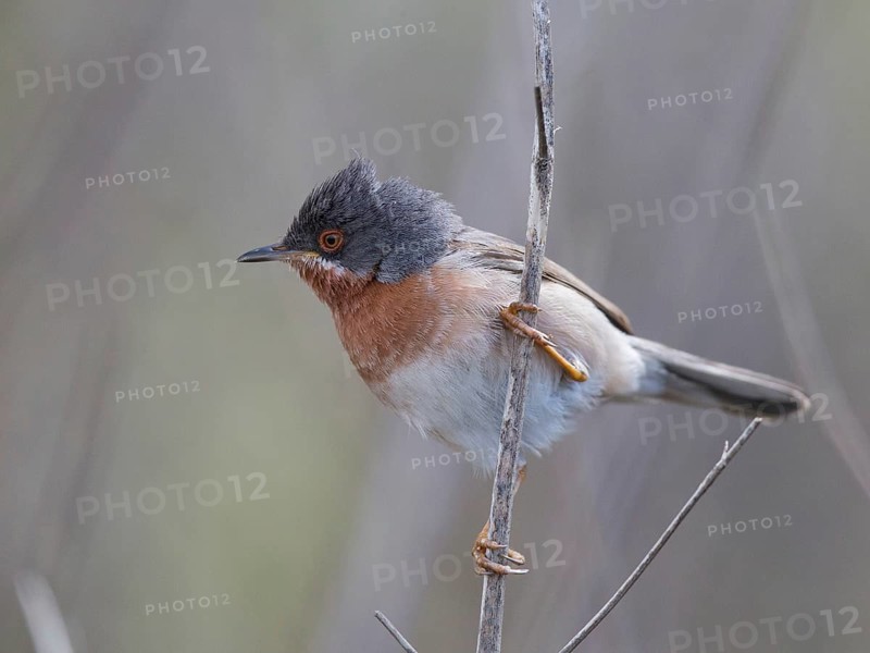 Subalpine Warbler (Sylvia cantillans) male, Lesvos, Greece
