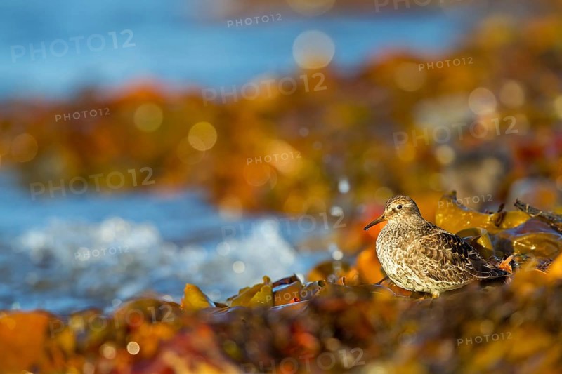 Meerstrandläufer, Purple Sandpiper, Calidris maritima, Bécasseau violet, Correlimos Oscuro