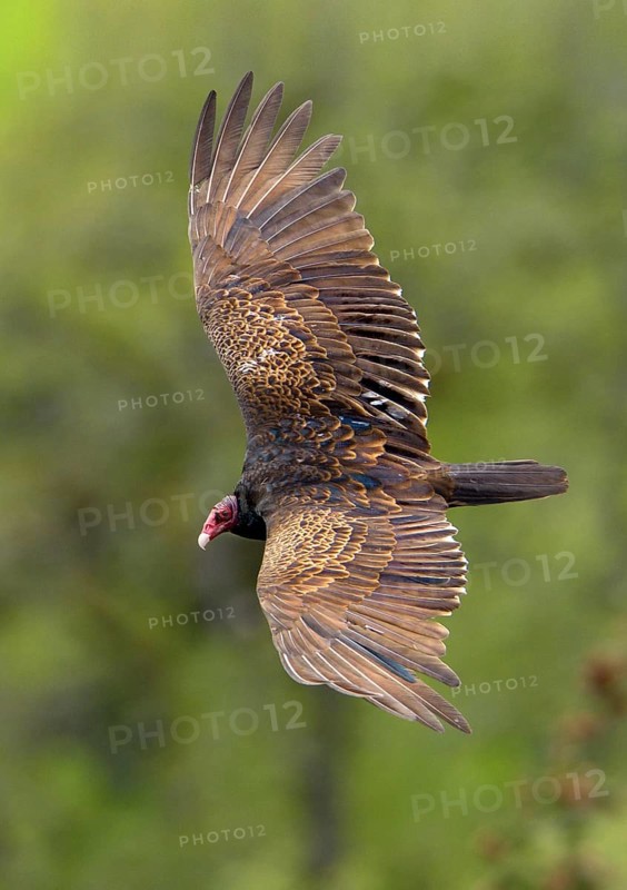 Turkey Vulture (Cathartes aura)