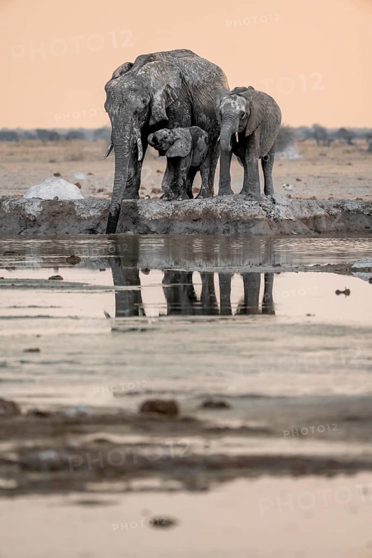 African elephant (Loxodonta africana), mother with young, at the waterhole, reflection, at sunset, Nxai Pan National Park, Botswana