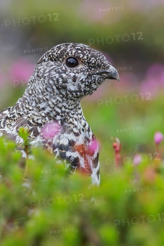 White-tailed Ptarmigan (Lagopus leucurus) in the alpine habitat of British Columbia, Canada