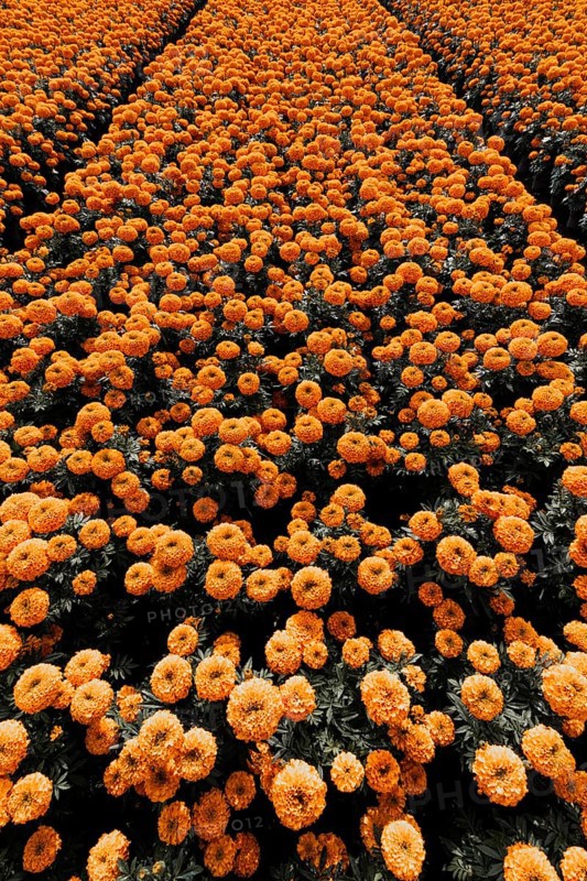 Vibrant orange cempasuchil flowers bloom in neat rows in Xochimilco, Mexico. These traditional marigolds symbolize the Day of the Dead, guiding spirits with their color and scent