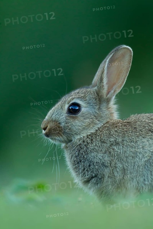 Rabbit (Oryctolagus cuniculus) wild juvenile baby animal resting in grassland in the summer, England, United Kingdom
