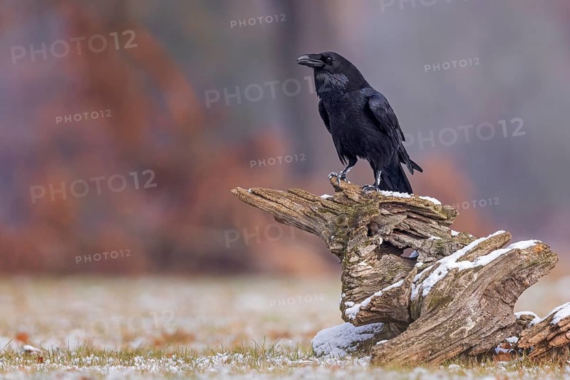 Northern Raven (Corvus corax), Saxony-Anhalt, Germany